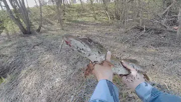 Рыбалка на реке Остёр. Наконец-то он в берегах)))))