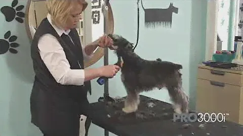 Grooming a Dog with the Oster Volt and Pro 3000i | PuppySimply