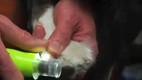 Demonstration: Furminator Nail Trimmer and Nail Grinder for Dogs