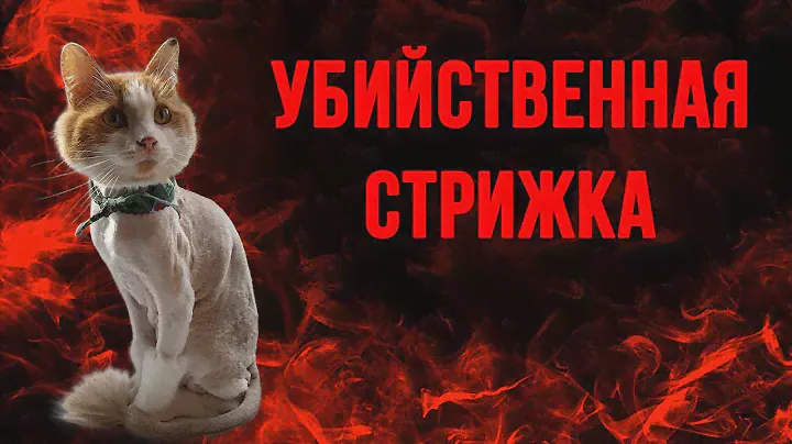 Почему нельзя стричь кошек