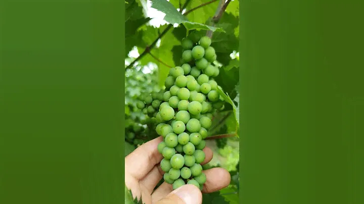 Виноград Пино Нуар Pinot Noir